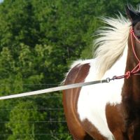 Equine Clinic ico