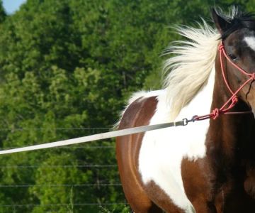Equine Clinic