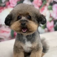 Galloway Village Veterinary ico
