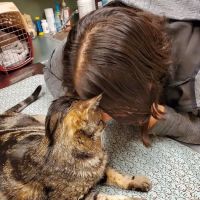 Ozark Veterinary Clinic ico