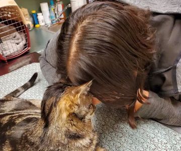 Ozark Veterinary Clinic