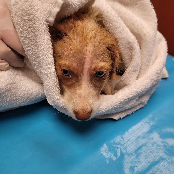 Ozark Veterinary Clinic 4
