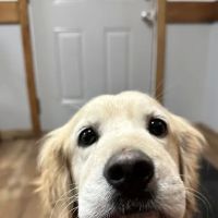 Animal Clinic of the Ozarks ico