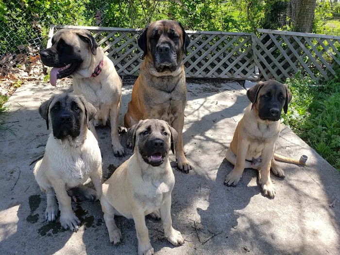 Animal Clinic of the Ozarks 10