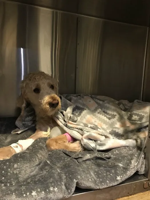 Animal Clinic of the Ozarks 2