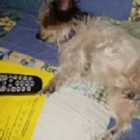 Certified Paws Mobile Canine Massage Therapy ico