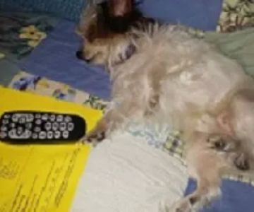 Certified Paws Mobile Canine Massage Therapy