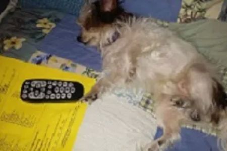 Certified Paws Mobile Canine Massage Therapy