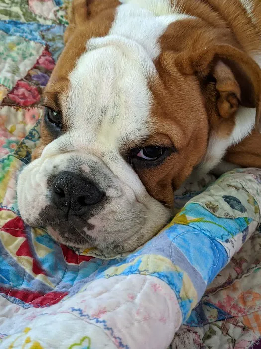 Banfield Pet Hospital 12