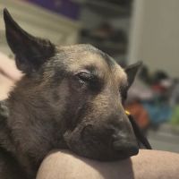 Banfield Pet Hospital ico