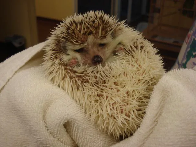 Animal Care Center 1