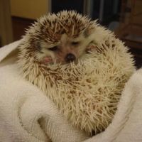 Animal Care Center ico