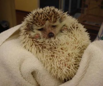 Animal Care Center