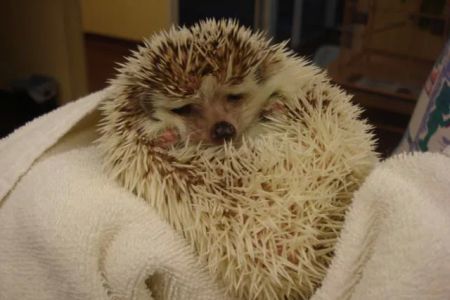 Animal Care Center