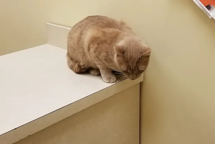 Animal Care Center 9