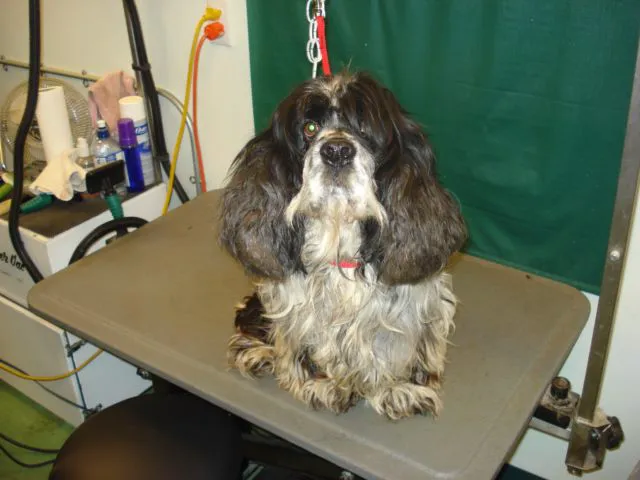 Animal Care Center 8