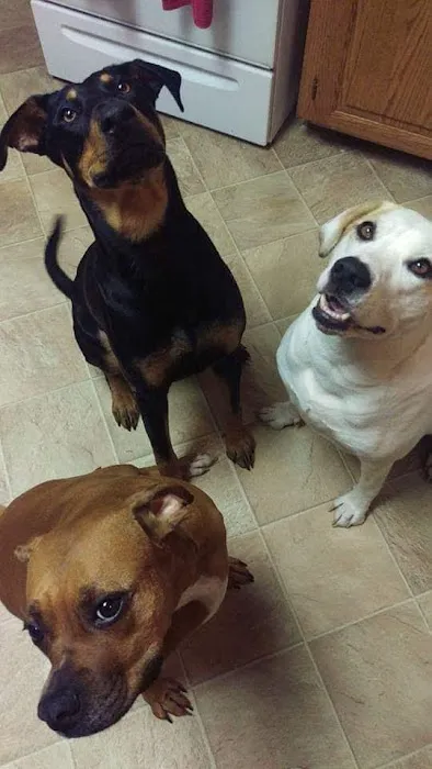 Route 66 Pet Clinic 4