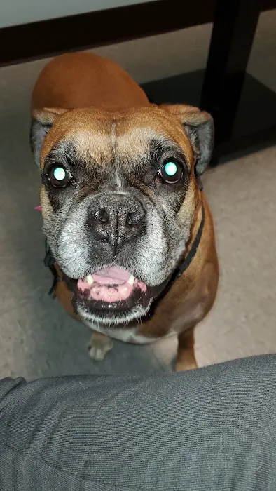 Route 66 Pet Clinic 2