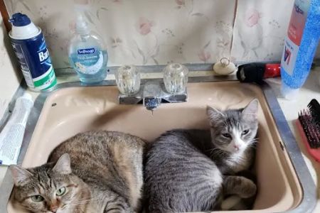 Route 66 Pet Clinic
