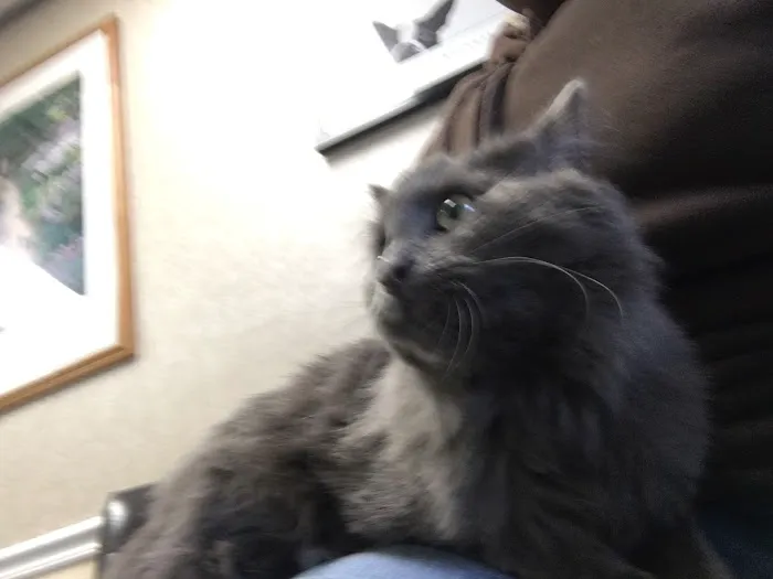 Route 66 Pet Clinic 9