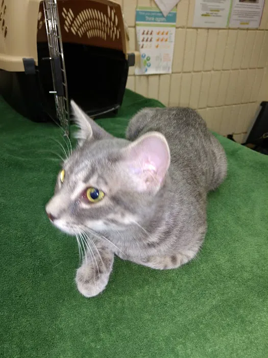 Grant Pet Hospital 4