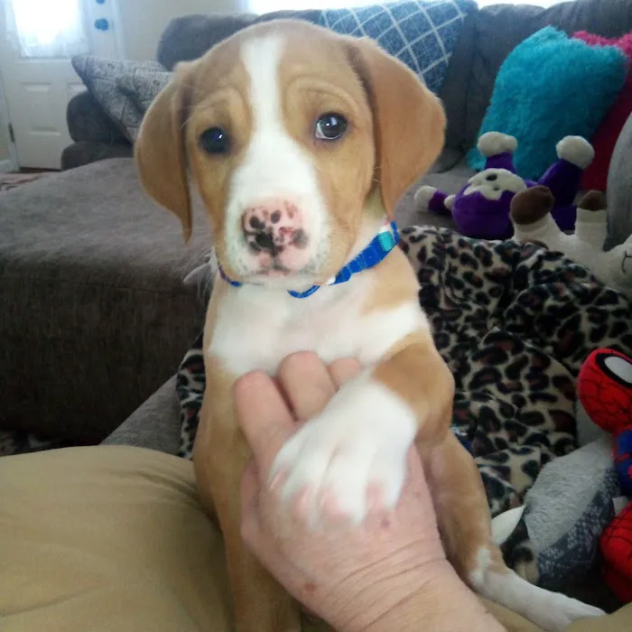Sesser Animal Hospital 8