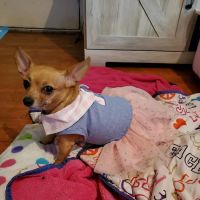 Sesser Animal Hospital ico
