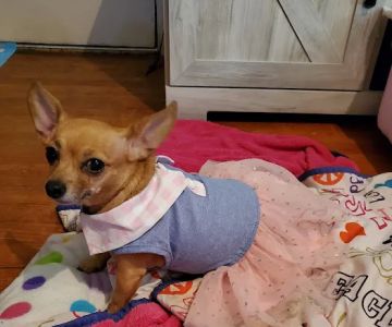 Sesser Animal Hospital