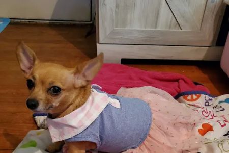 Sesser Animal Hospital