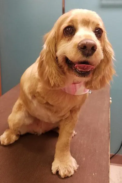 Flora Veterinary Clinic 12