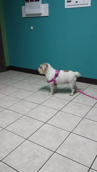 Flora Veterinary Clinic 12
