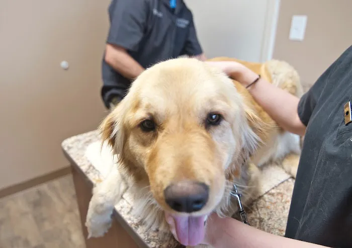 Pet Wellness Center of Southern Illinois 12