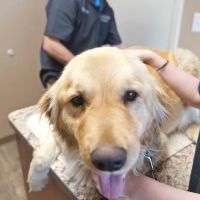 Pet Wellness Center of Southern Illinois ico