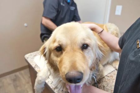 Pet Wellness Center of Southern Illinois