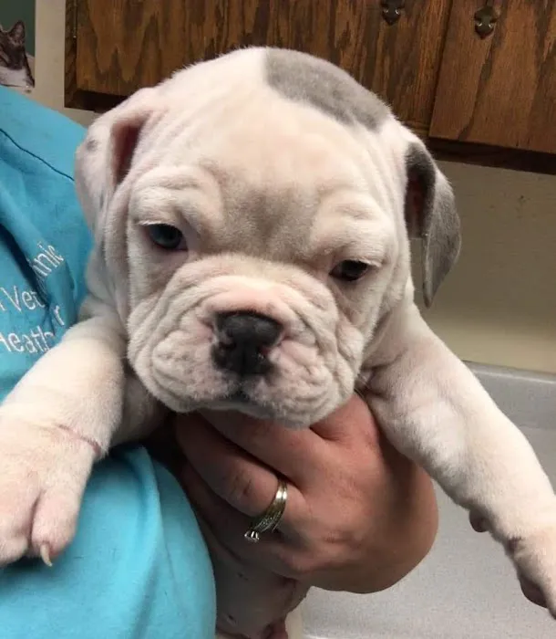 Effingham Veterinary Clinic 12