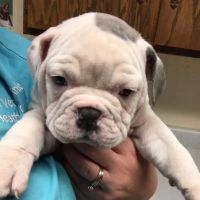 Effingham Veterinary Clinic ico