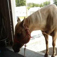 Advanced Veterinary Care, LLC ico