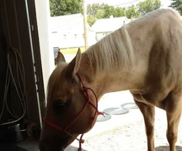 Advanced Veterinary Care, LLC