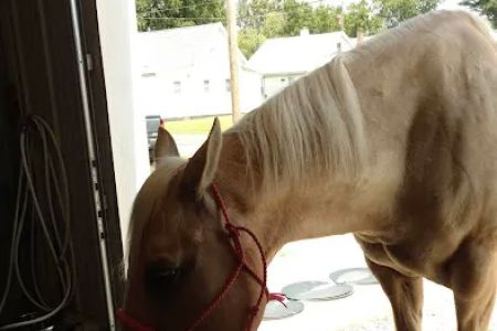 Advanced Veterinary Care, LLC