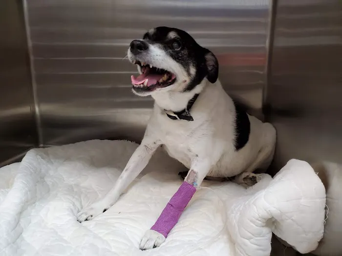 Advanced Veterinary Care, LLC 12