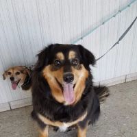 East-side Veterinary Clinic ico