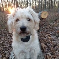 Murrayville Mixed Animal Clinic ico