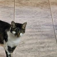 Tyrone Veterinary Associates ico