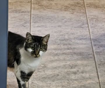 Tyrone Veterinary Associates