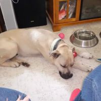 Walljasper Veterinary Clinic ico