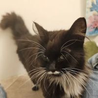 Hometown Veterinary Care ico