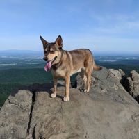 Animal Hospital of Stuarts Draft ico