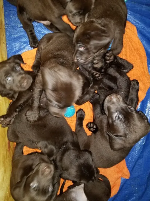 The Pet Care Center of Jackson south 6