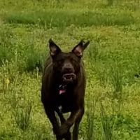 Springfield Animal Clinic ico