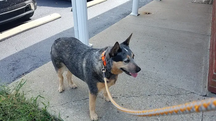Springfield Animal Clinic 12